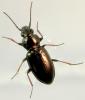 Bembidion pygmaeum